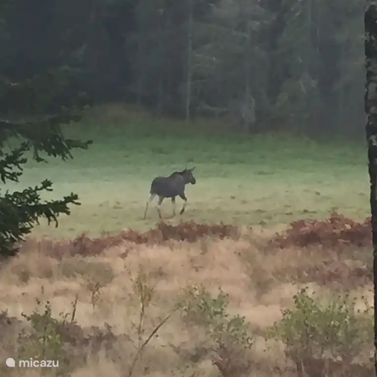 And there is the king of the Swedish forest, the moose.