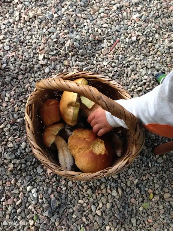 Porcini mushrooms in July / August.