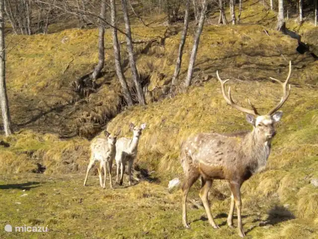 Aineckblick TOP 15 | Autriche, Salzburgerland, Sankt Margarethen im Lungau - maison de vacances Point final Leisnitz Wasserweg : après environ 3 kilomètres, vous arriverez au restaurant Schlögelberger avec un parc naturel miniature......et une vue!!!...à couper le souffle !