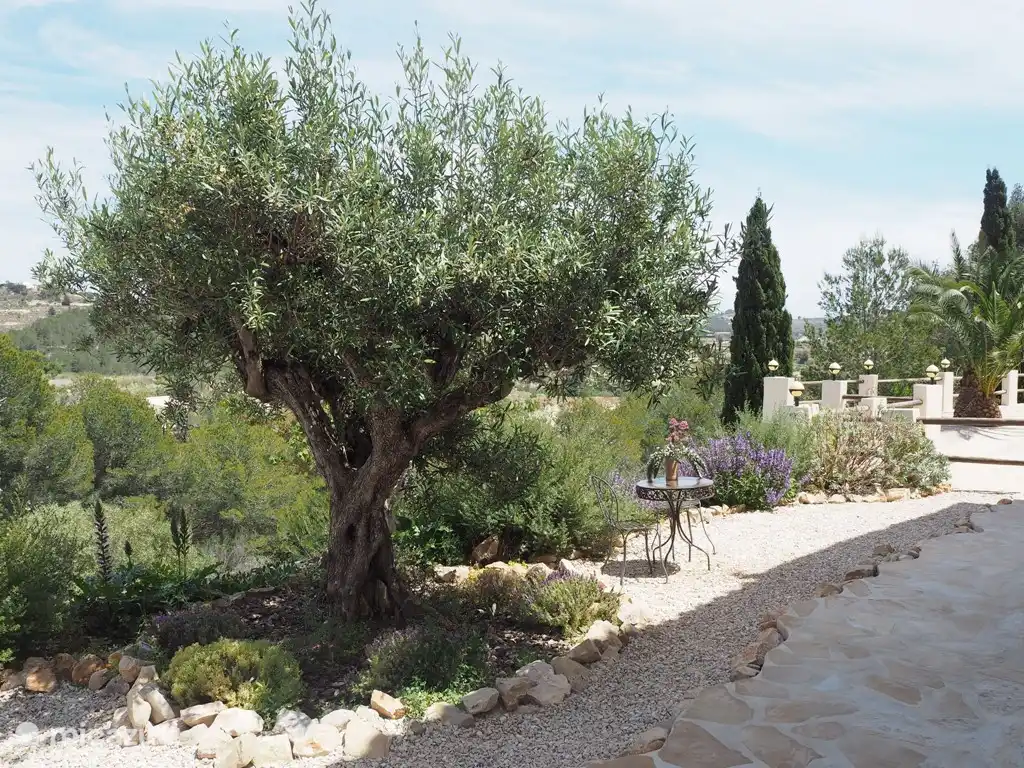 ¡Disfruta de esta vista del viejo olivo y el valle a través de las puertas francesas desde tu cama por la mañana!