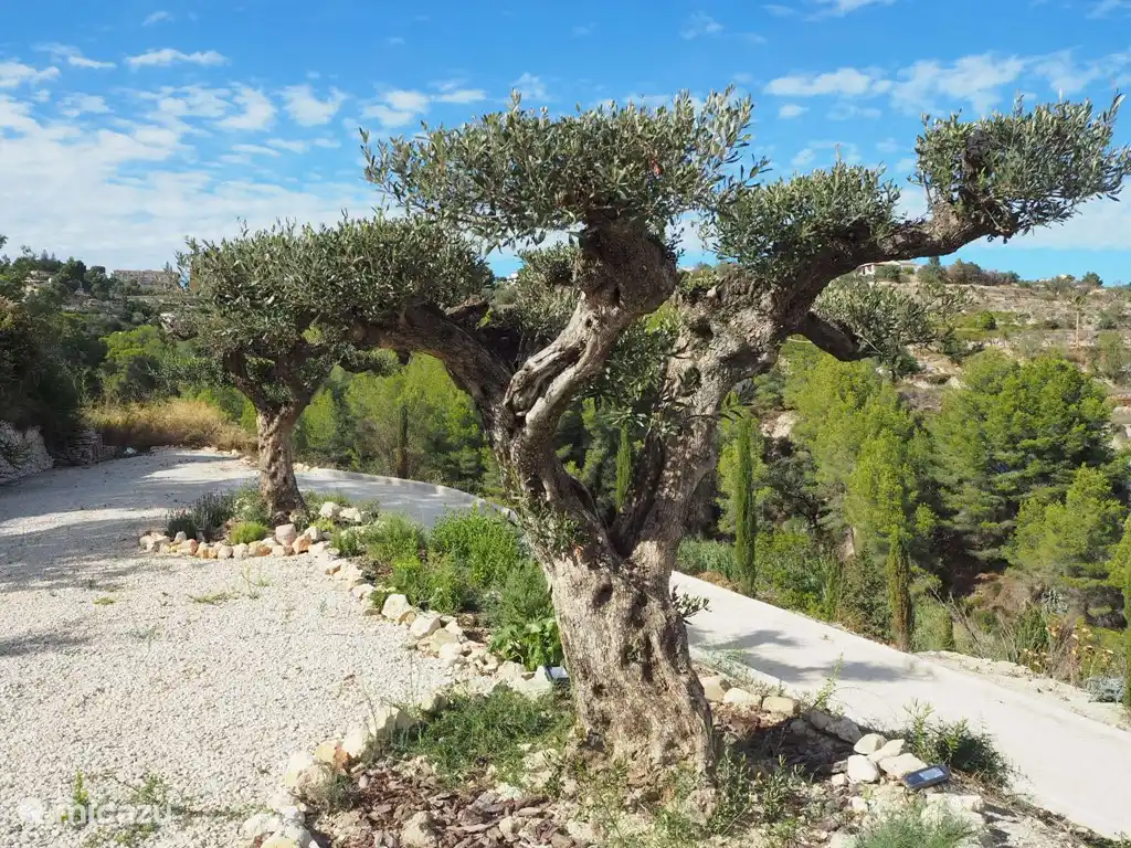 Los viejos olivos detrás de la Finca.