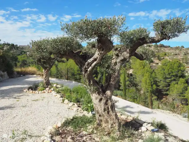 Boutique Finca Jasmin I | Espagne, Costa Blanca, Benissa - finca Les vieux oliviers derrière la Finca.