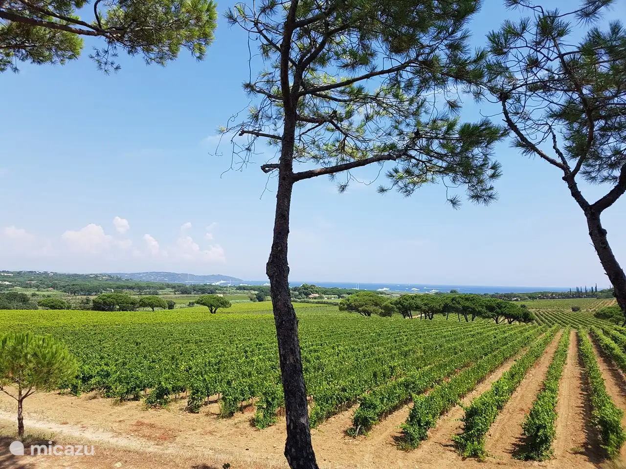 Viñedos en la Plage Pampelonne