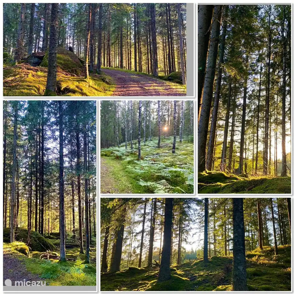 Nature in and around Ellefors!