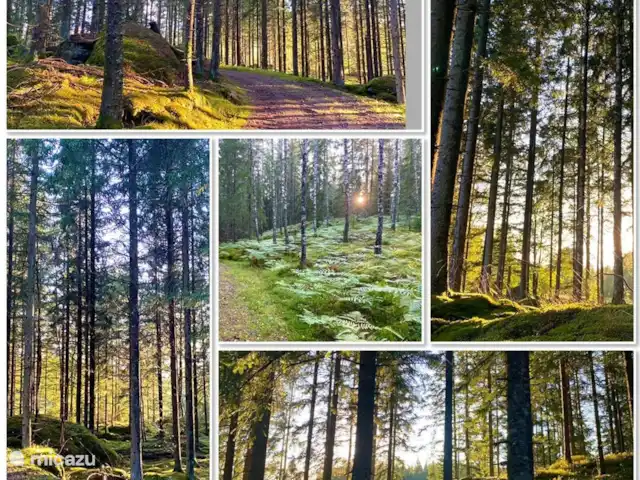 vakantiehuis huren in Zweden, Småland, Vägla (tussen Markaryd en Hallaryd) – Ellefors De natuur in en om Ellefors!