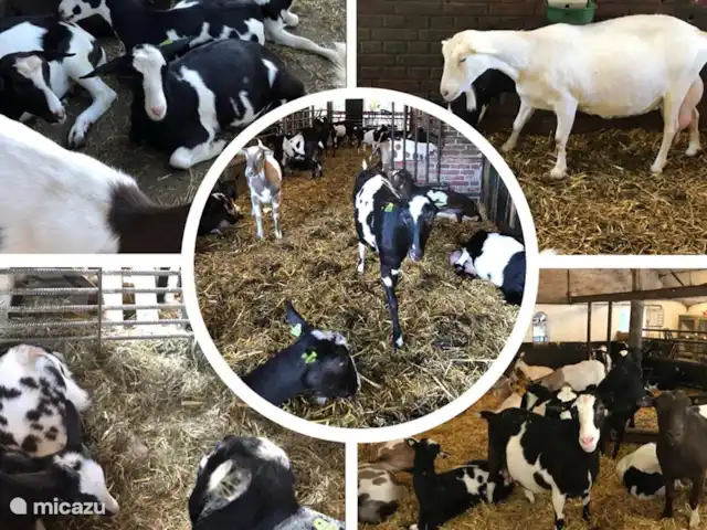 Lieve Lievelde en Países Bajos, Güeldres, Lievelde - casa vacacional En Winterswijk hay una pequeña granja de cabras Brommels. Aquí se puede experimentar todo el proceso, desde la brizna de hierba hasta la leche y el queso. Y, por supuesto, vigilar a las cabras y ordeñar las cabras. Si a los niños les gusta, es posible que puedan ayudar con esto.