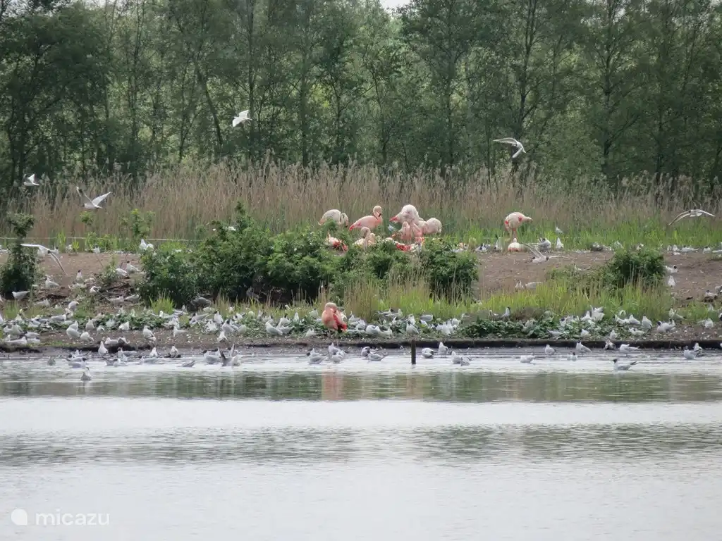 La reserva natural de Zwillbrocker Venn, justo al otro lado de la frontera alemana, cerca de Groenlo, donde se pueden ver flamencos, definitivamente vale la pena visitar.