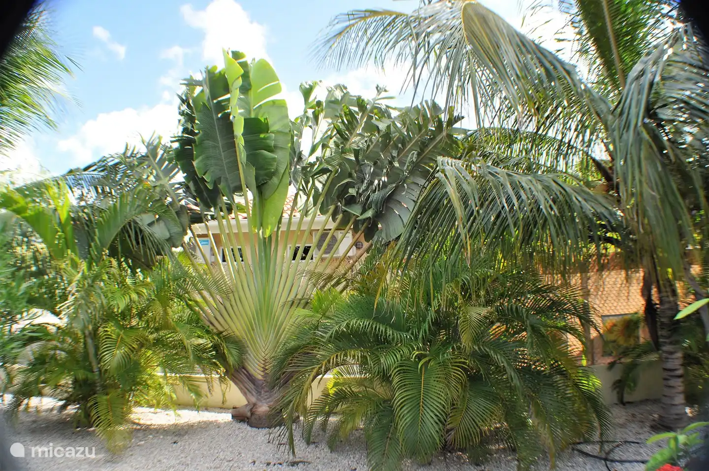 tropical garden around the house