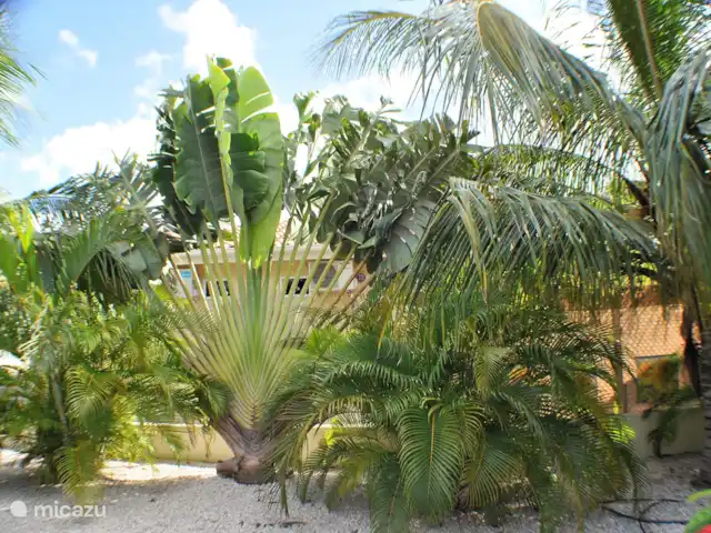Location de Vacances Curaçao, Banda Ariba (est), Jan Thiel, villa - Kas di mi sono jardin tropical autour de la maison