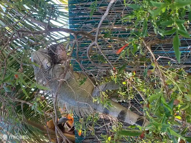 Location de Vacances Curaçao, Banda Ariba (est), Jan Thiel, villa - Kas di mi sono Photo d’ambiance