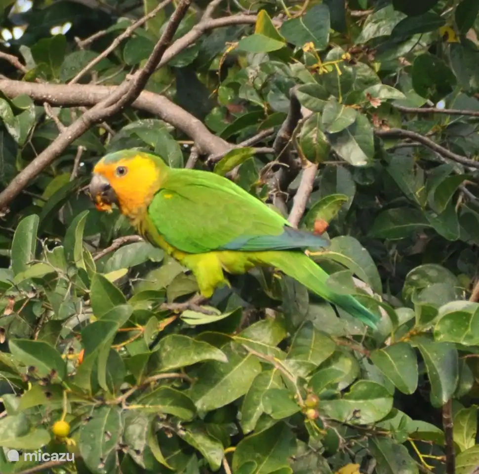 The parrots fly over in groups!