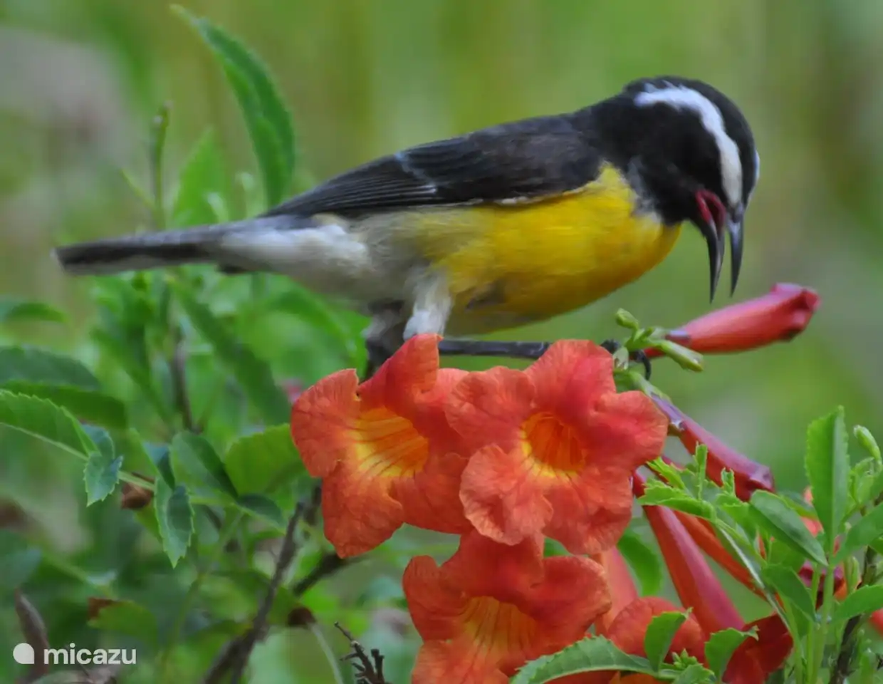 The sugar thief comes to snack on the flowers