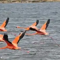 Behind the wall are the salt pans with flamingos