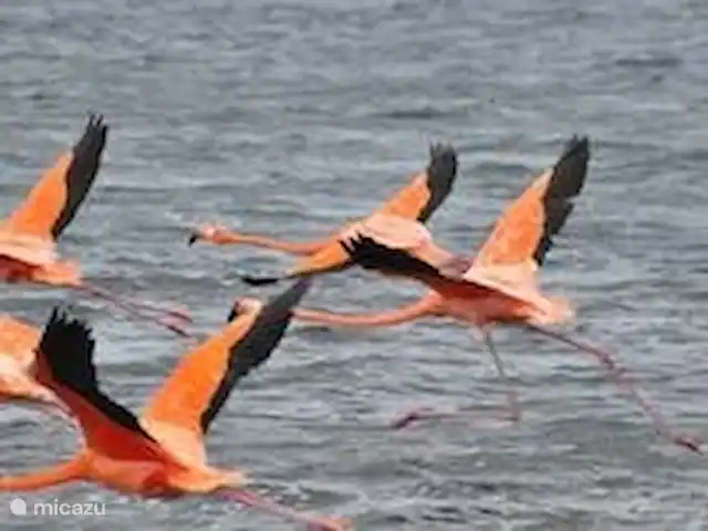 Location de Vacances Curaçao, Banda Ariba (est), Jan Thiel, villa - Kas di mi sono Derrière le mur se trouvent les salines avec des flamants roses