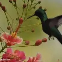 So many hummingbirds!!!