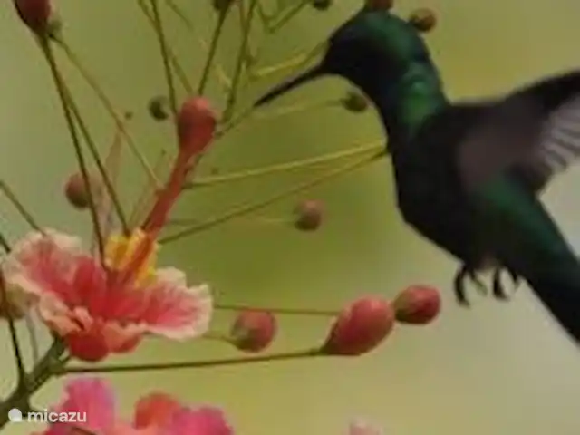 Location de Vacances Curaçao, Banda Ariba (est), Jan Thiel, villa - Kas di mi sono Tant de colibris !!!