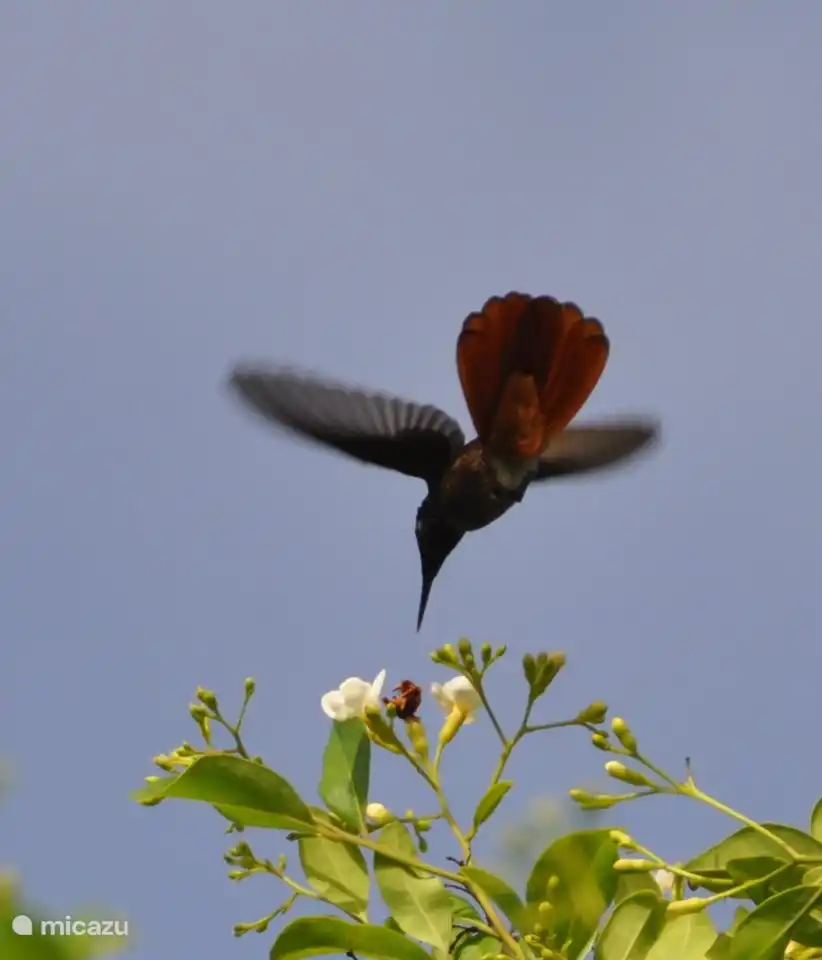 There is another species of hummingbird in the trees behind the wall.