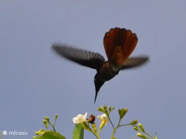 Location de Vacances Curaçao, Banda Ariba (est), Jan Thiel, villa - Kas di mi sono Il y a une autre espèce de colibri dans les arbres derrière le mur.