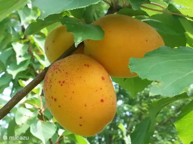 Casa Caroline: 1e verd.+ ruim balkon huren in Italië, Piëmont, Ovada - appartement Pluk het verse onbespoten fruit van het seizoen!