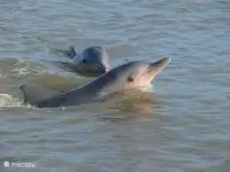 Vakantiehuis Vakantiehuis te huur in Suriname in 