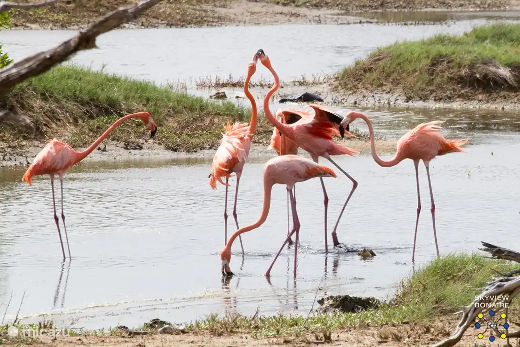 Flamingos can almost always comes from the Goto (north) and around the southern tip of the island.