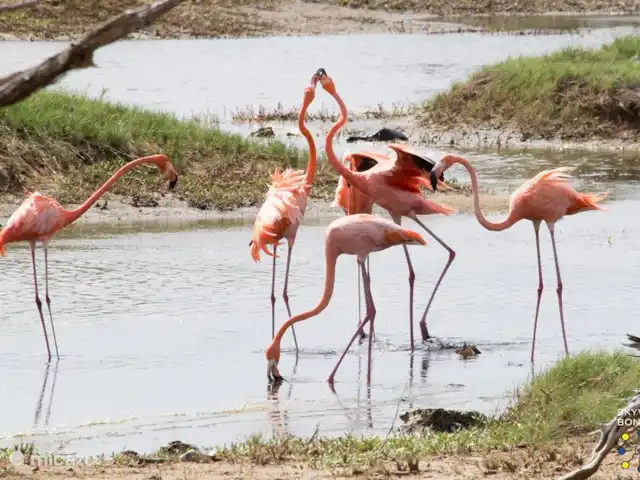 villa huren in Bonaire, Bonaire, Belnem – Cas Bon Majeti Flamingo's komt u vrijwel altijd tegen in het Gotomeer (noorden) en rond de zuidpunt van het eiland.