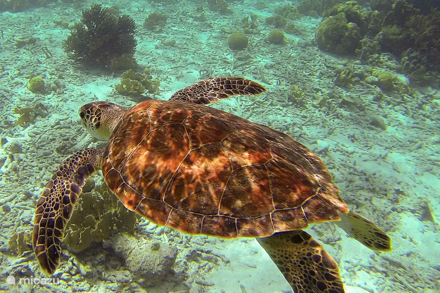 Turtles at Klein Bonaire. This island is a (snorkel) worth visiting! Never snorkeled before? Practice first in our large pool!