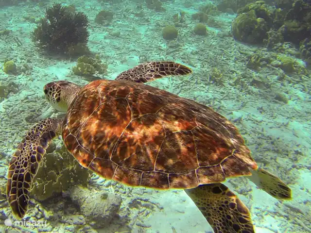 villa huren in Bonaire, Bonaire, Belnem – Cas Bon Majeti Schilpadden bij Klein Bonaire. Dit eiland is een (snorkel)bezoek zeker waard!
Nog nooit gesnorkeld? Oefen dan eerst in ons grote zwembad!