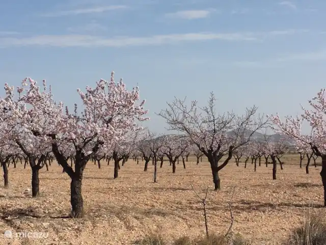 bungalow huren in Spanje, Costa Blanca, La Romana – La Casita La Ladera Een amandelboomgaard in het voorjaar
