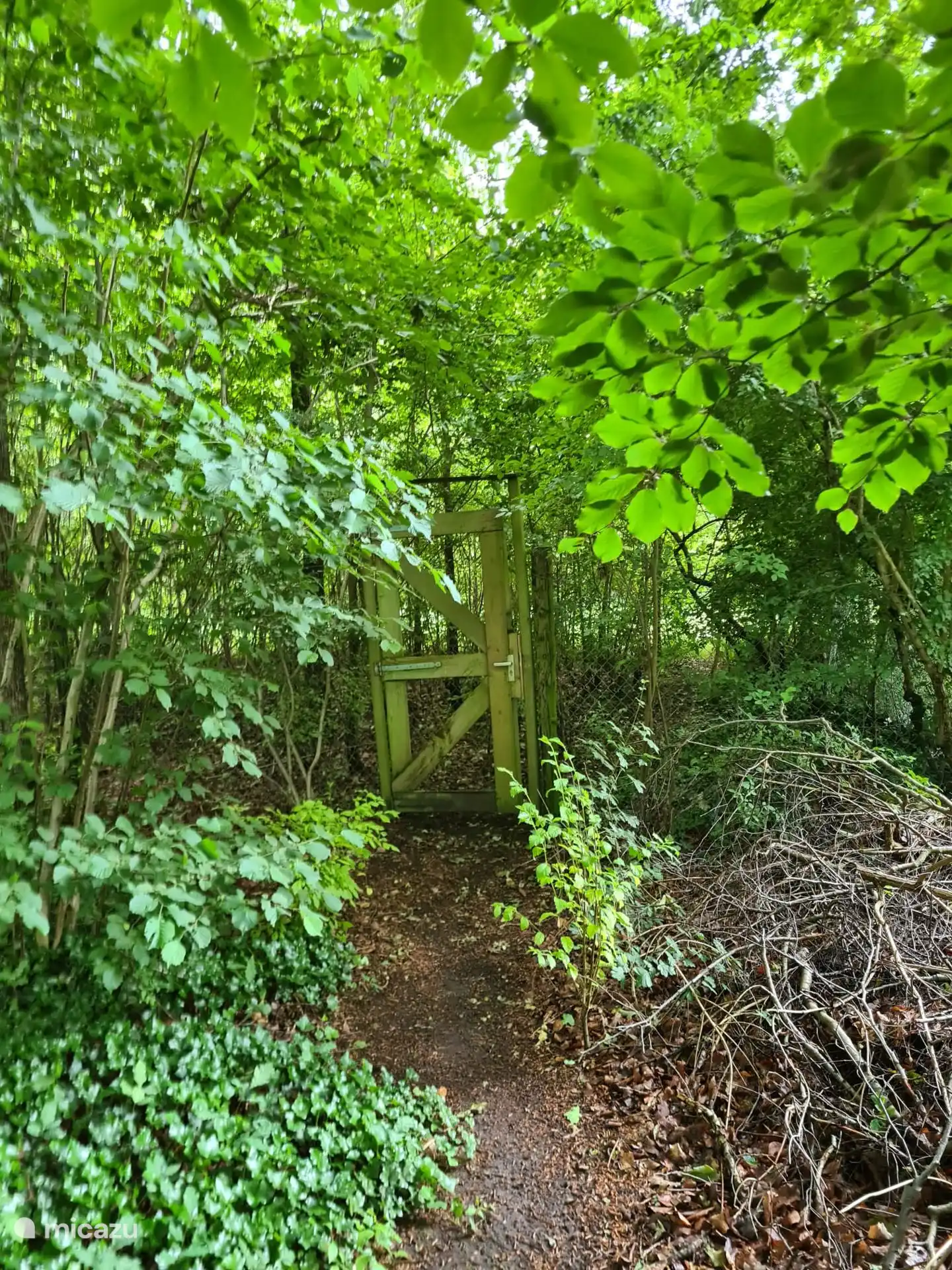 À l’arrière du jardin, à travers la clôture dans la forêt