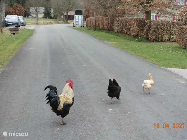 Osterglocken, maison de vacances Eifel | Belgique, Ardennes, Butgenbach - maison de vacances traverser la rue proprement sans risque d’être renversé