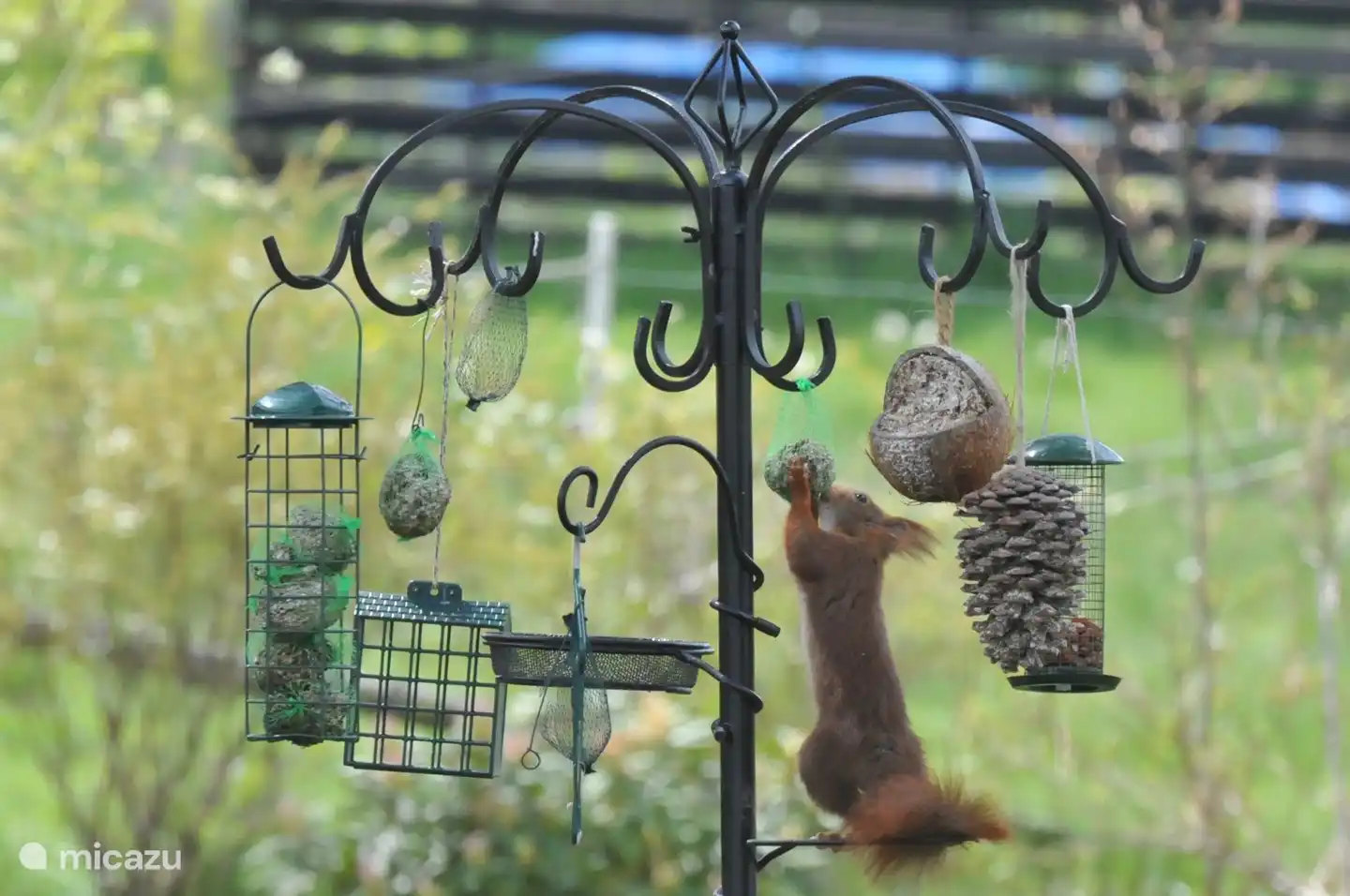 They are also welcome in Osterglocken