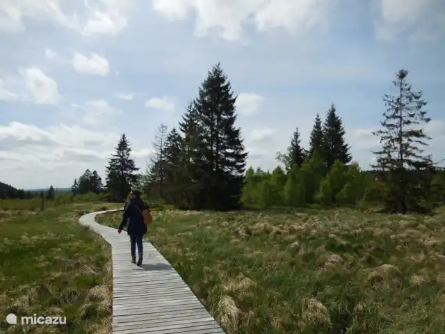 Osterglocken, maison de vacances Eifel | Belgique, Ardennes, Butgenbach - maison de vacances Mont Rigi, promenade dans la région la plus haute de la région, à proximité de la Botrange, brasserie Peak, sentiers de randonnée, sentier d'apprentissage...