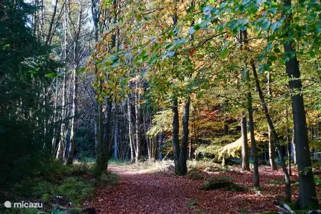 K&#252;chelscheiderwald in autumn colors