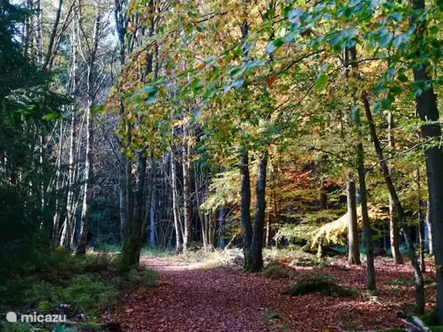 Osterglocken, maison de vacances Eifel | Belgique, Ardennes, Butgenbach - maison de vacances Küchelscheiderwald aux couleurs d'automne