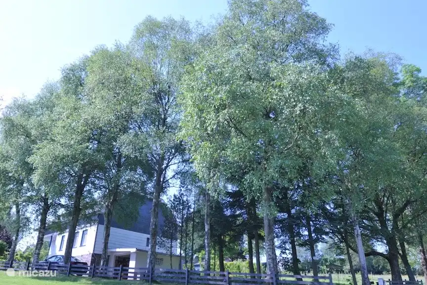 Osterglocken, Eifel vakantiehuis
