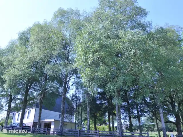 Osterglocken, maison de vacances Eifel | Belgique, Ardennes, Butgenbach - maison de vacances allée au printemps