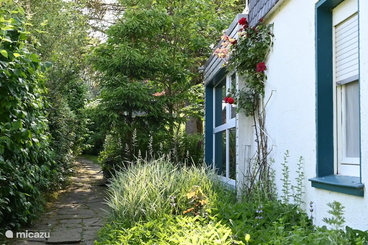 The south side of the house with an old rose bush