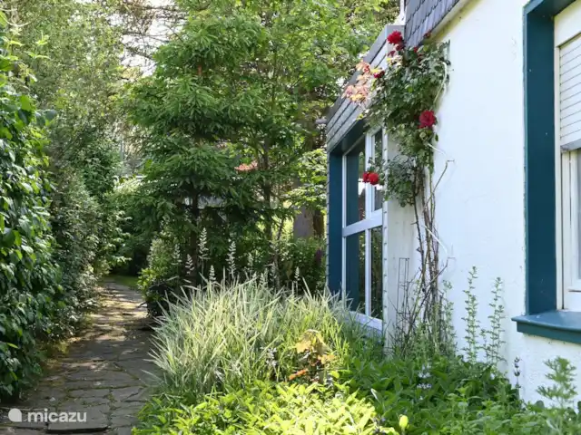 Osterglocken, maison de vacances Eifel | Belgique, Ardennes, Butgenbach - maison de vacances Le côté sud de la maison avec un vieux rosier