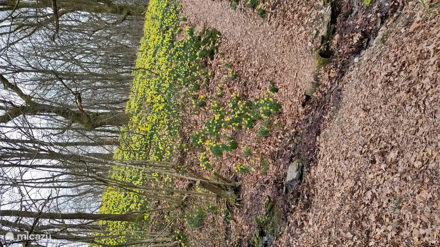 Plenty of Osterglocken / daffodils time on the Warche in B&#252;tgenbach, on the Perlenbach, on the Olef...