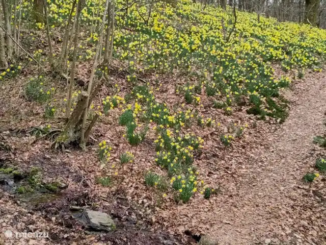 Osterglocken, maison de vacances Eifel | Belgique, Ardennes, Butgenbach - maison de vacances Beaucoup d'Osterglocken / jonquilles sur la Warche à Bütgenbach, sur le Perlenbach, sur l'Olef...