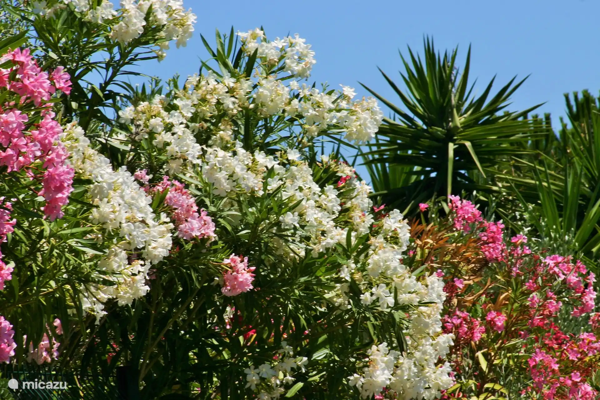 Esplendor floral en la Costa Azul