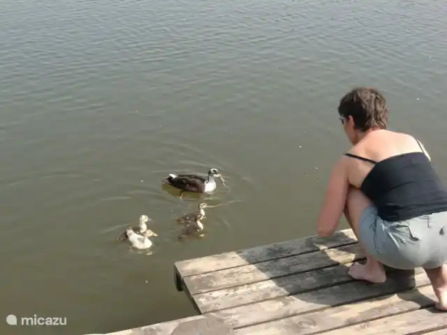 Location de Vacances Pays-Bas, Hollande du Nord, Nieuwe Niedorp, maison de vacances - Maison de vacances avec bateau à rames Jeunes canetons à notre embarcadère.