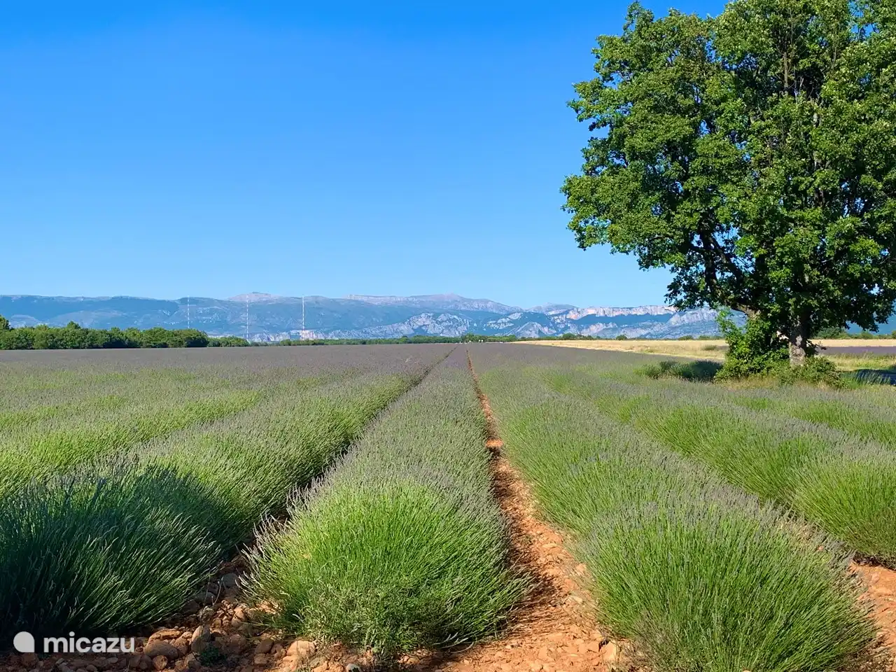 Lavendelfelder in der Umgebung