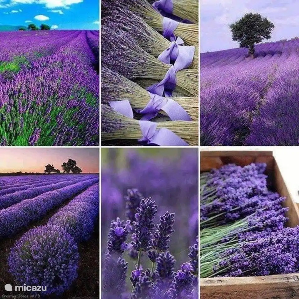 Tagesausflug zu den Lavendelfeldern in Valensole.