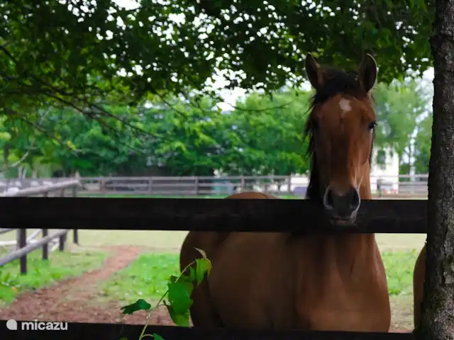 La hacienda en Bélgica, Ardenas, Büllingen - casa de campo prado sobre nosotros