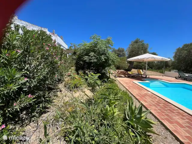 Casa Palmeira - Casa Cameleao | Portugal, Algarve, Moncarapacho - finca Piscine entourée de belles plantes et fleurs.