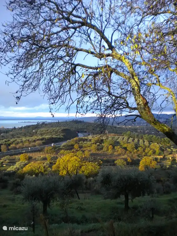Blick aus dem Garten