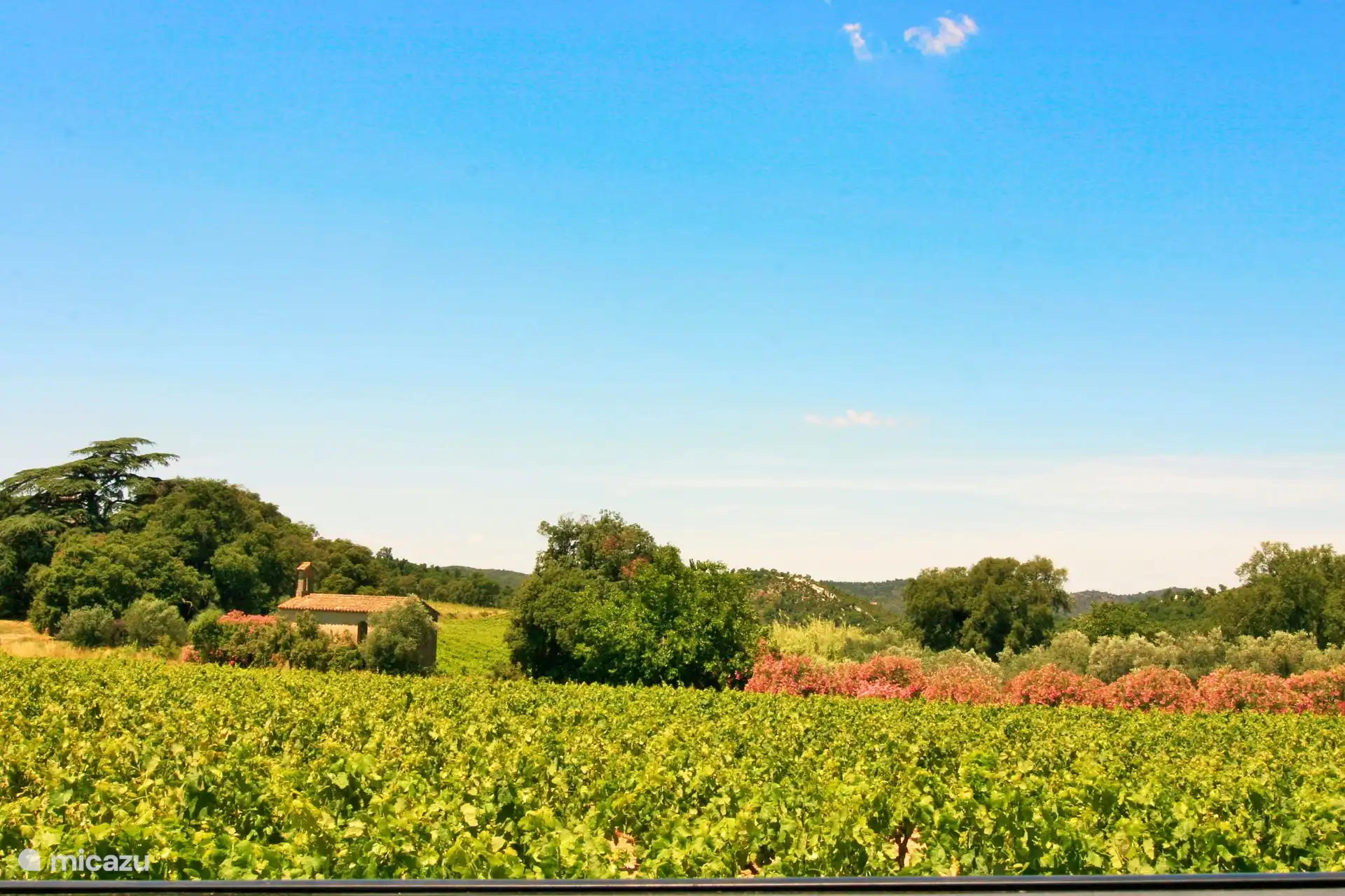 Viñedos en las inmediaciones