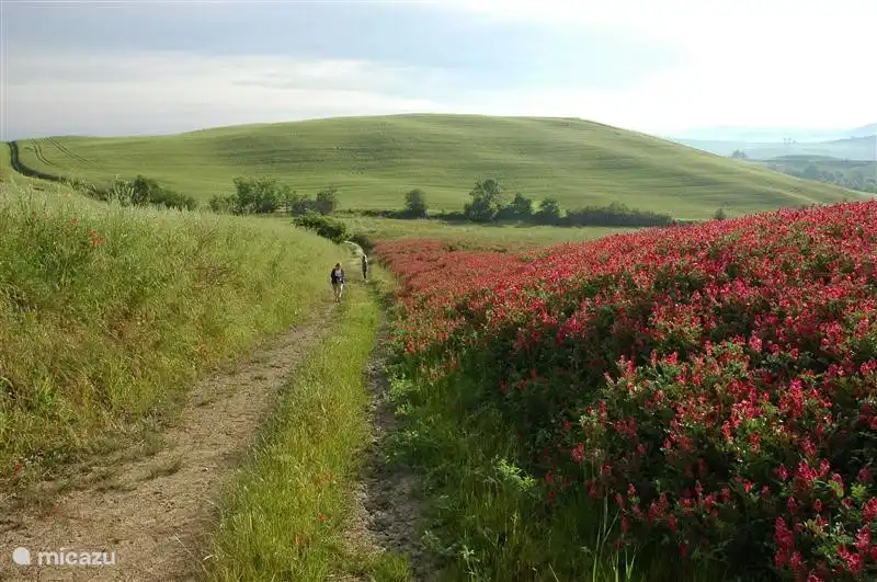 ¿Te apetece dar un paseo?  Sin embargo, siga adelante y camine por las muchas hectáreas que están disponibles para este propósito desde la puerta principal.